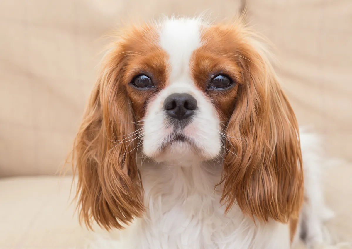 cavalier king charles marron et blanc