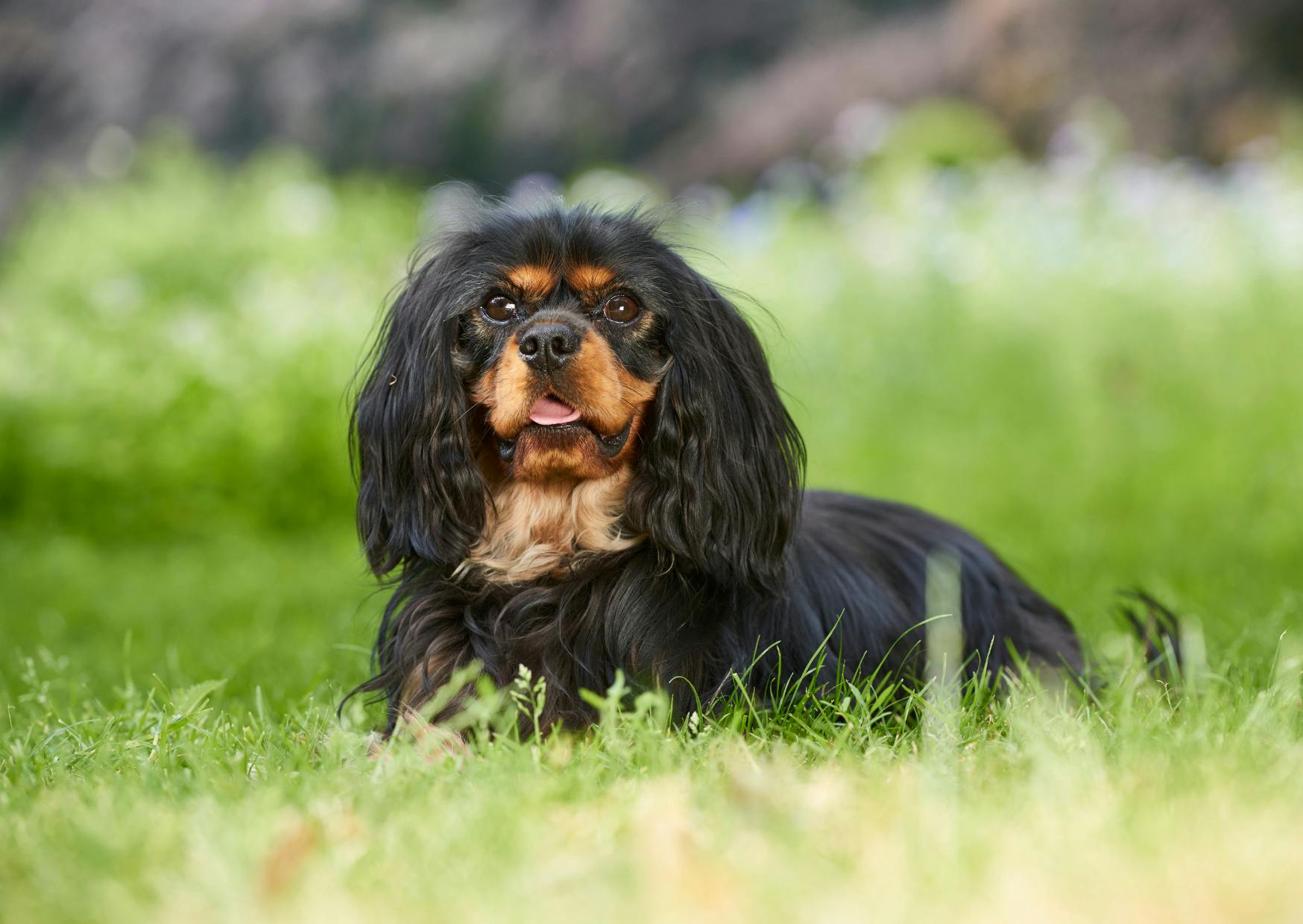 cavalier king charles noir et feu couché dans l'herbe