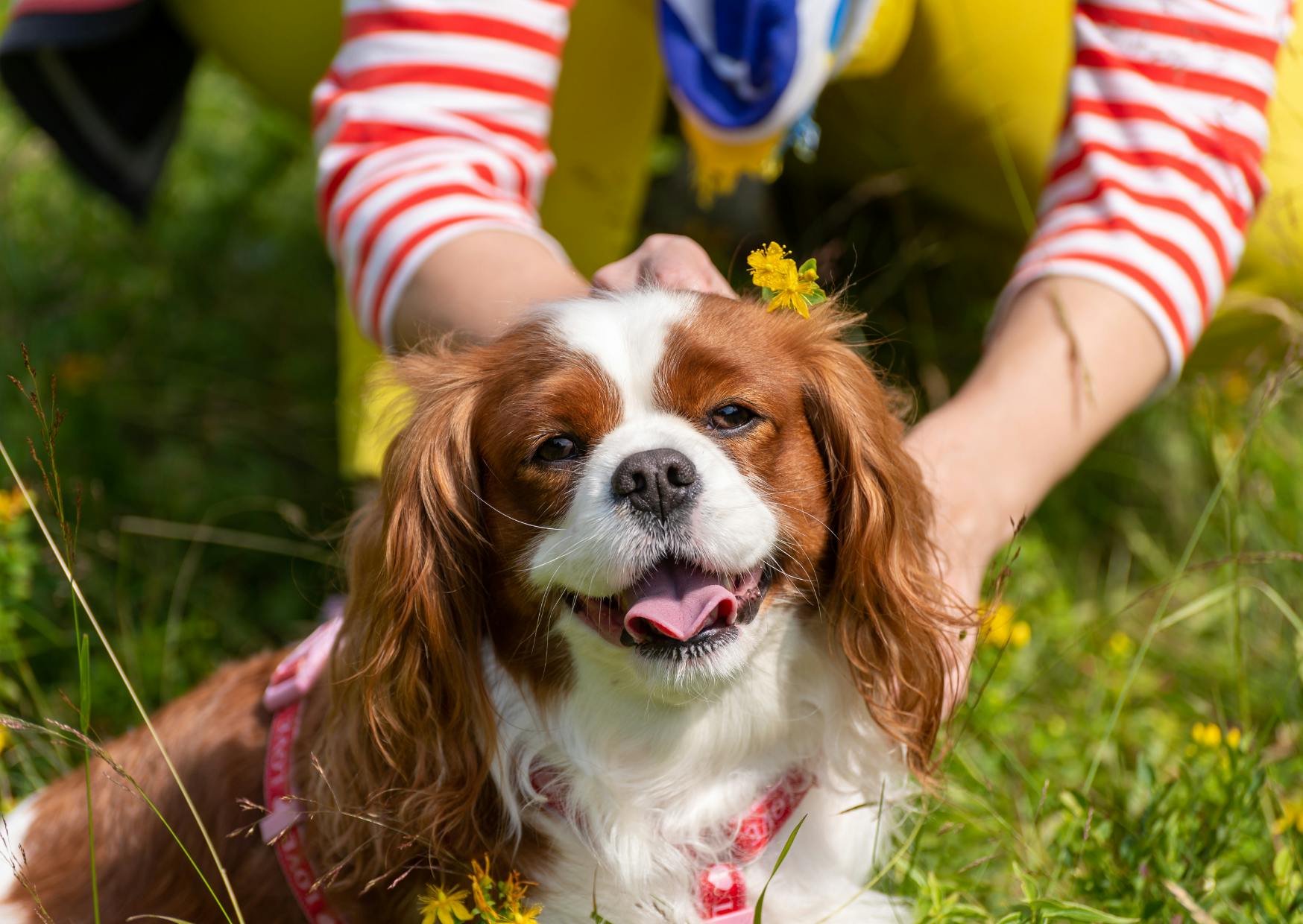 cavalier king charles roux et blanc couché dans l'herbe