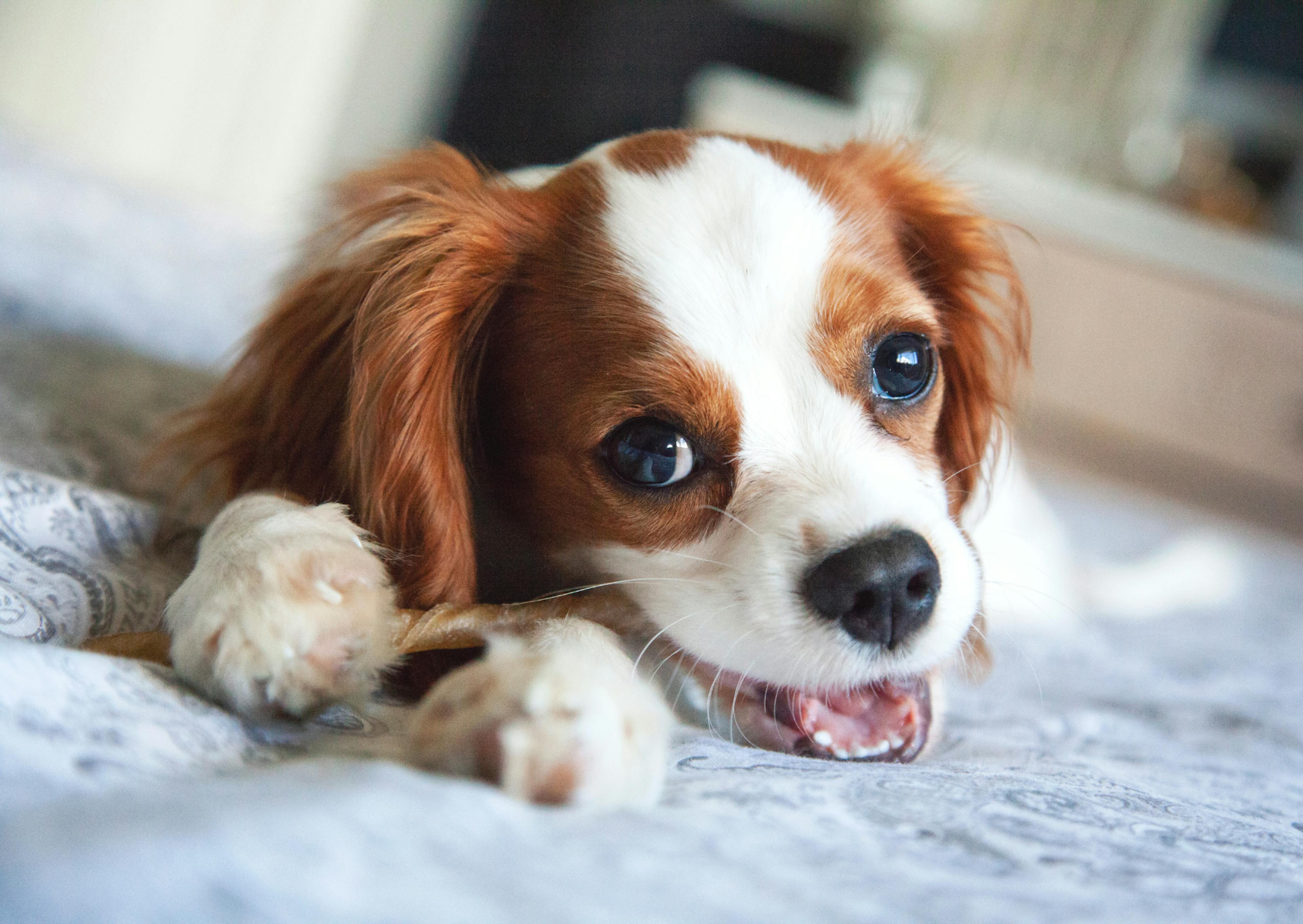 chiot cavalier king charles en train de mastiquer sur un lit