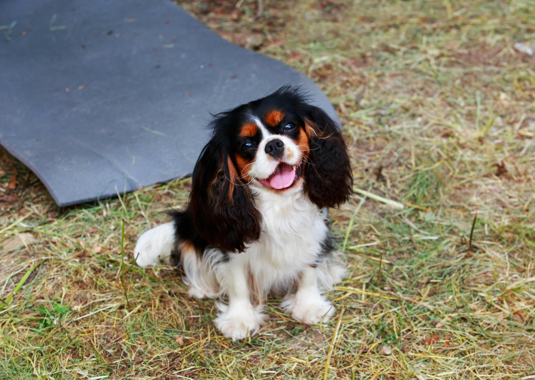 cavalier king charles tricolore dans l'herbe