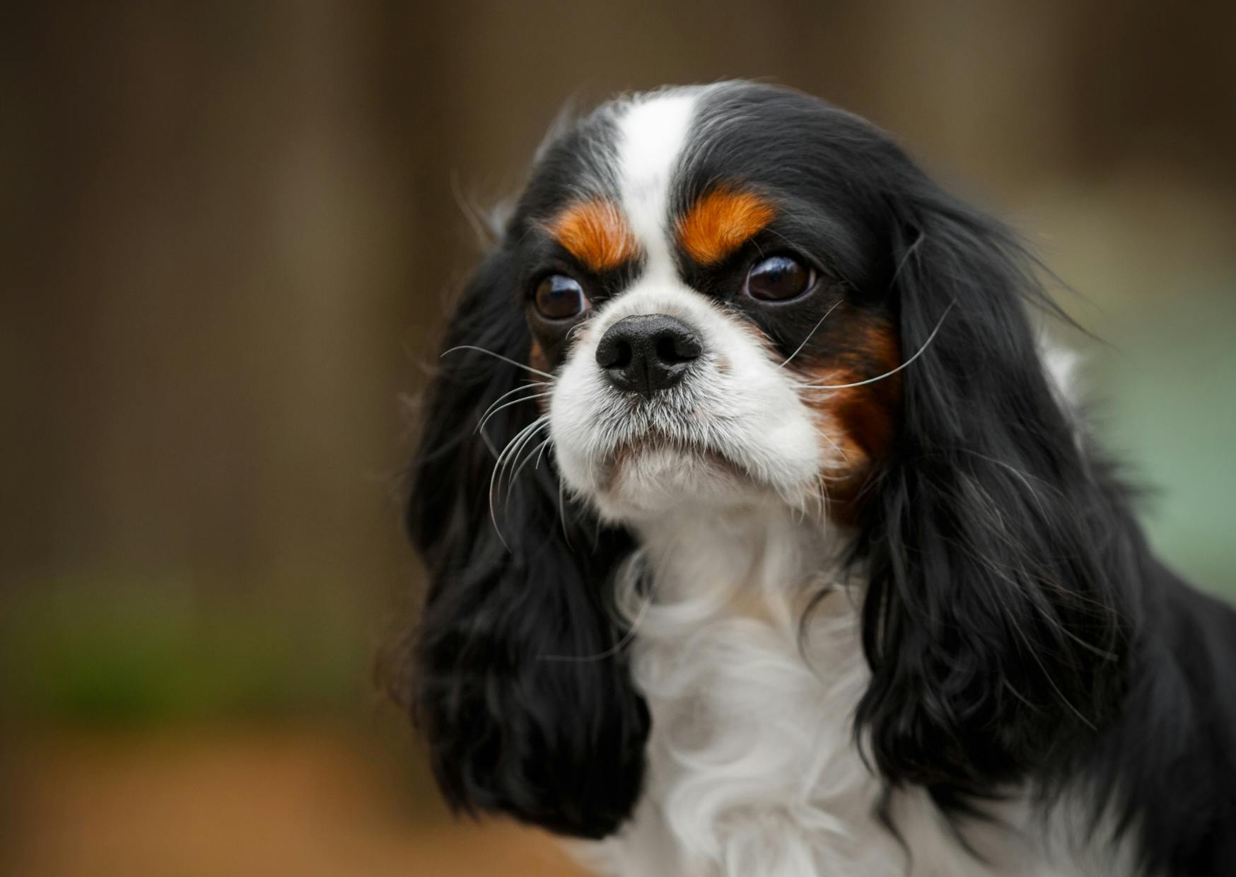 Cavalier king charles tricolore qui regarde au loin 