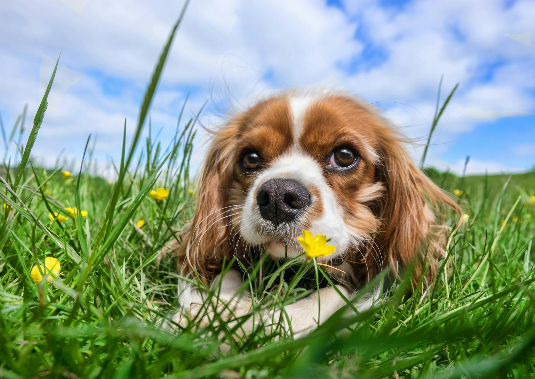 cavalier king charles blanc et roux dans l'herbe avec des fleurs jaunes