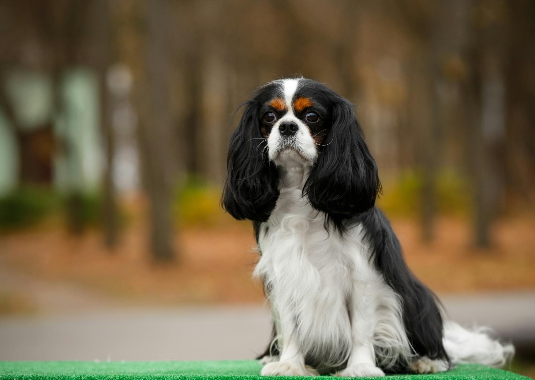 cavalier king charles tricolore assis