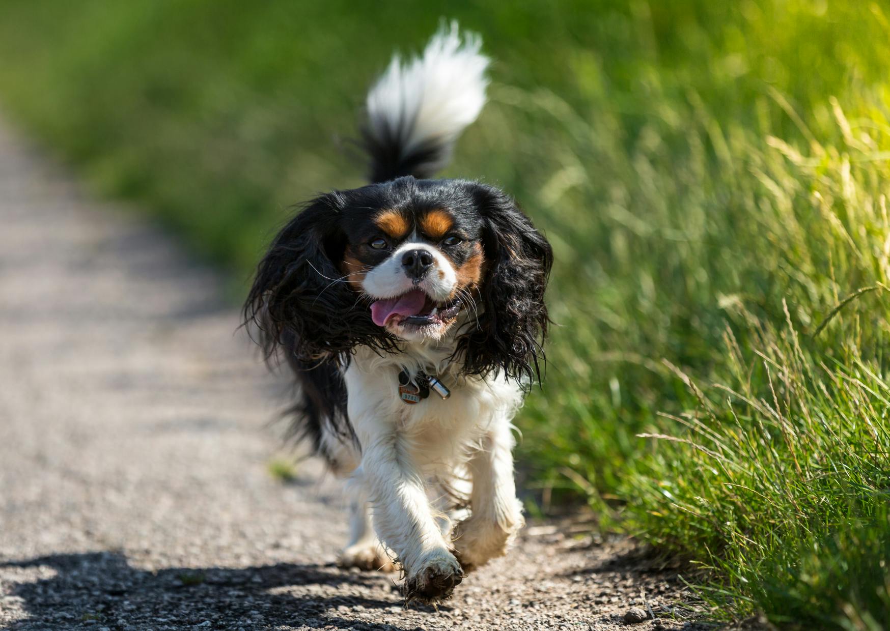 cavalier king charles tricolore qui court sur un chemin dehors