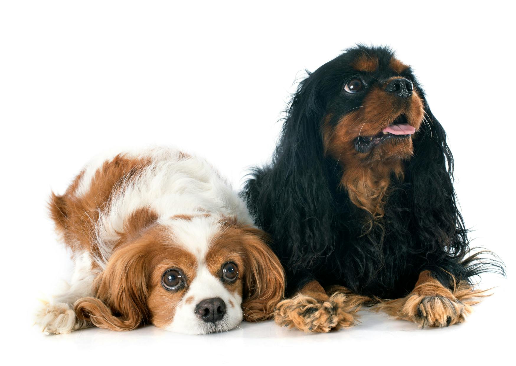 2 cavaliers king charles couchés