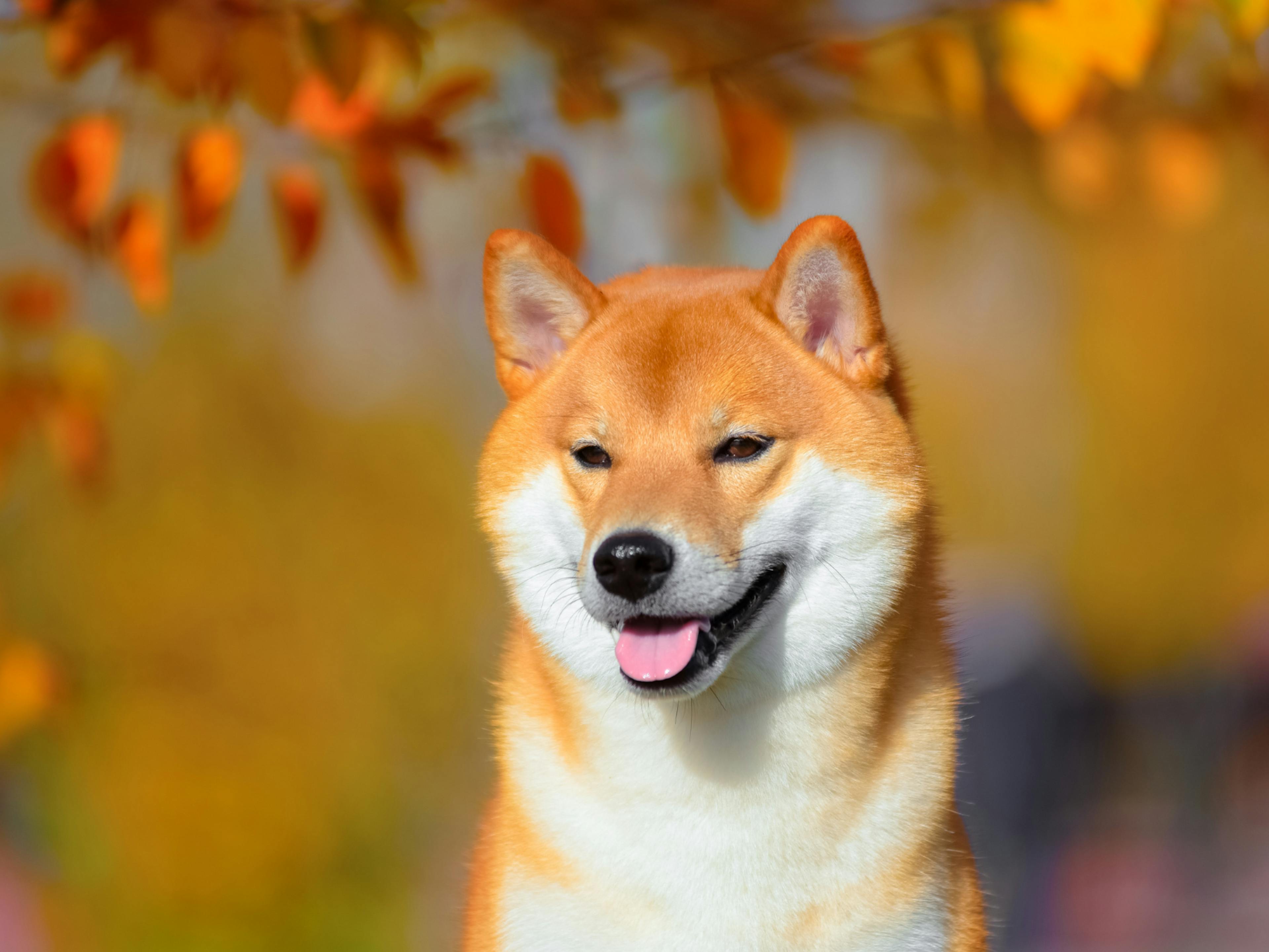 Shiba inu roux au soleil