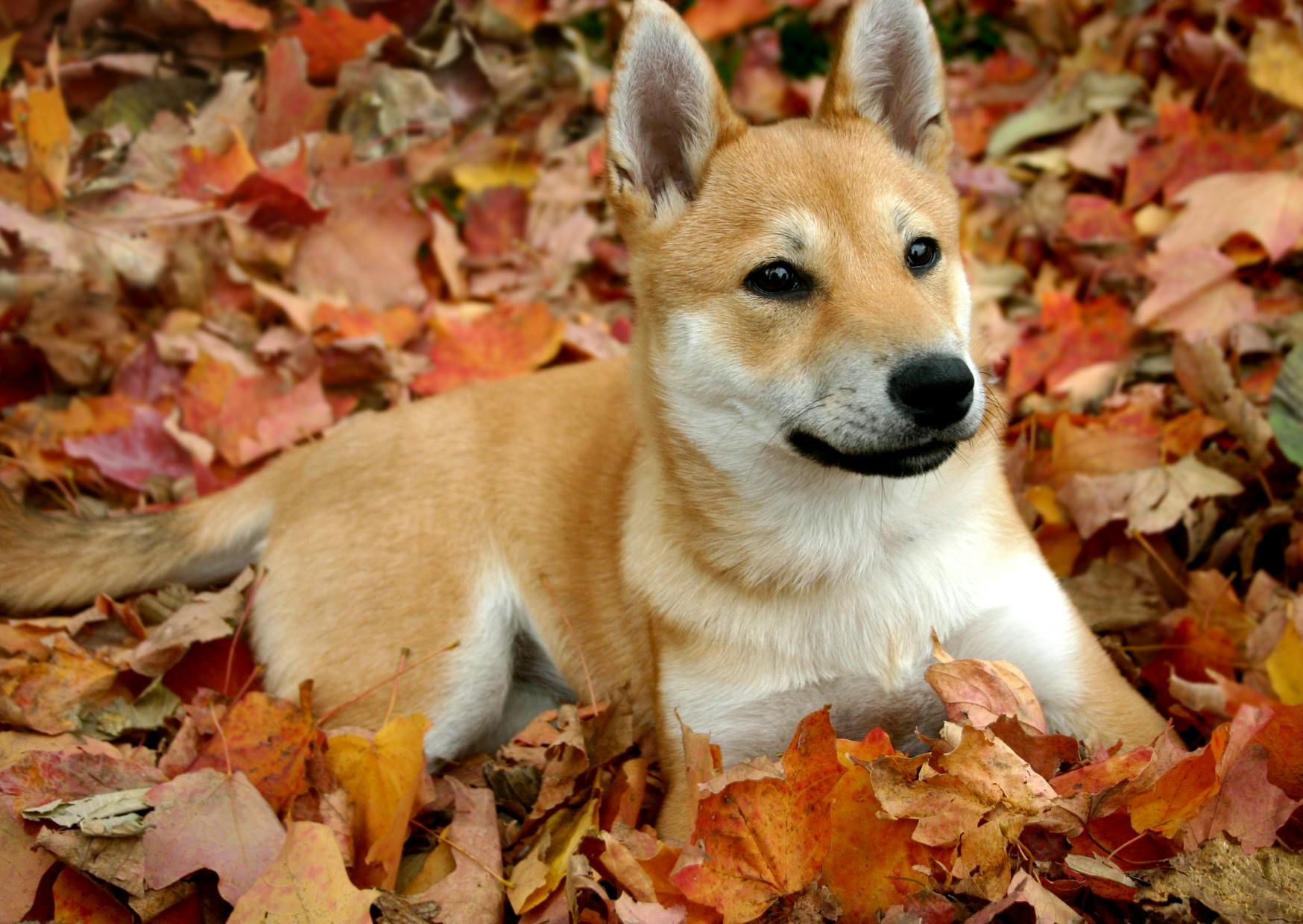 jeune shiba inu roux dans un tas de feuilles