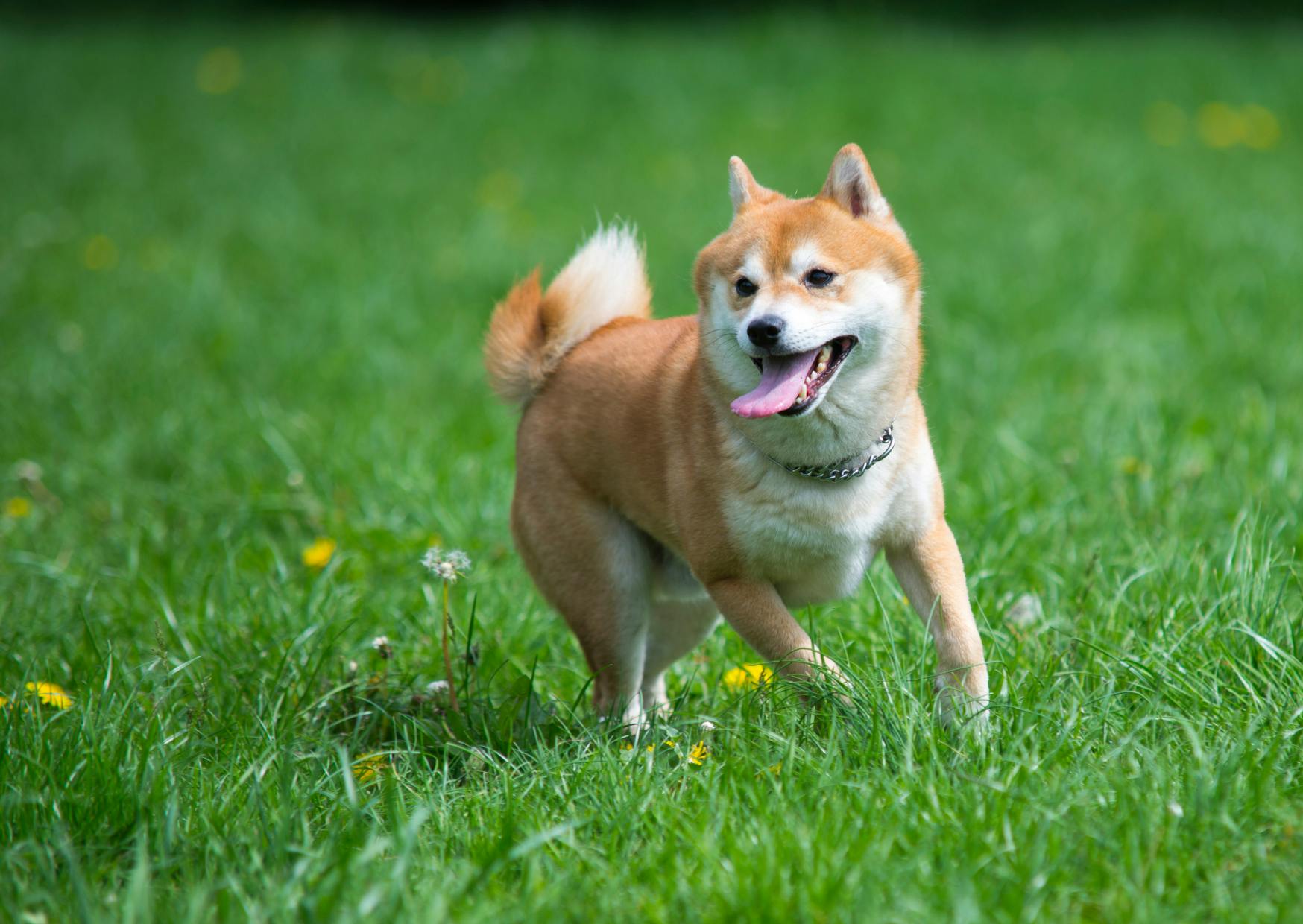 shiba roux courant dans l'herbe