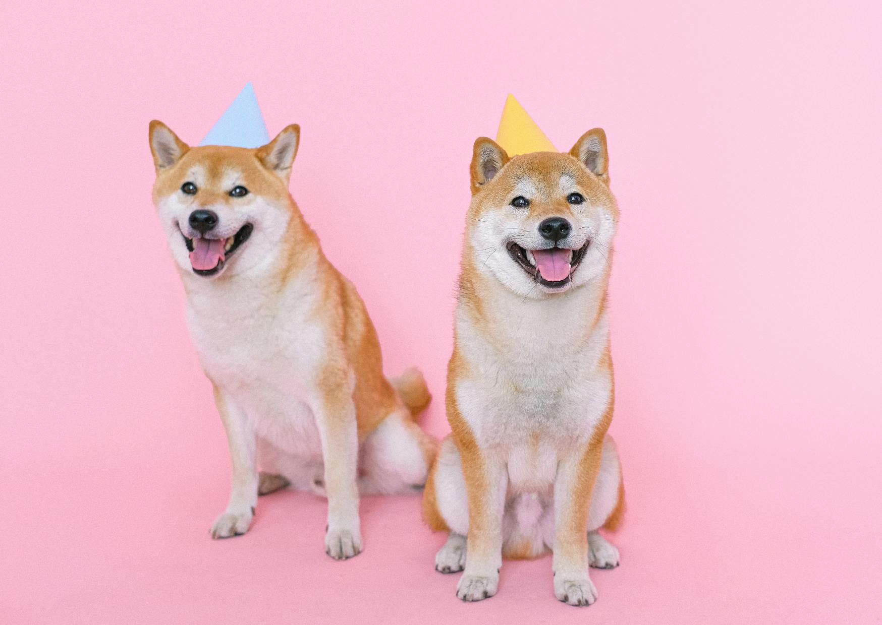 deux shiba roux avec un chapeau d'anniversaire sur fond rose