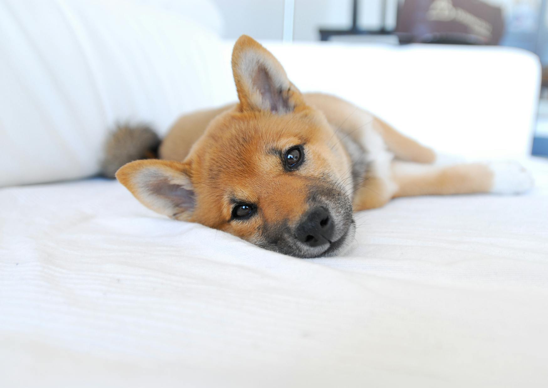 jeune shiba roux sur le canapé