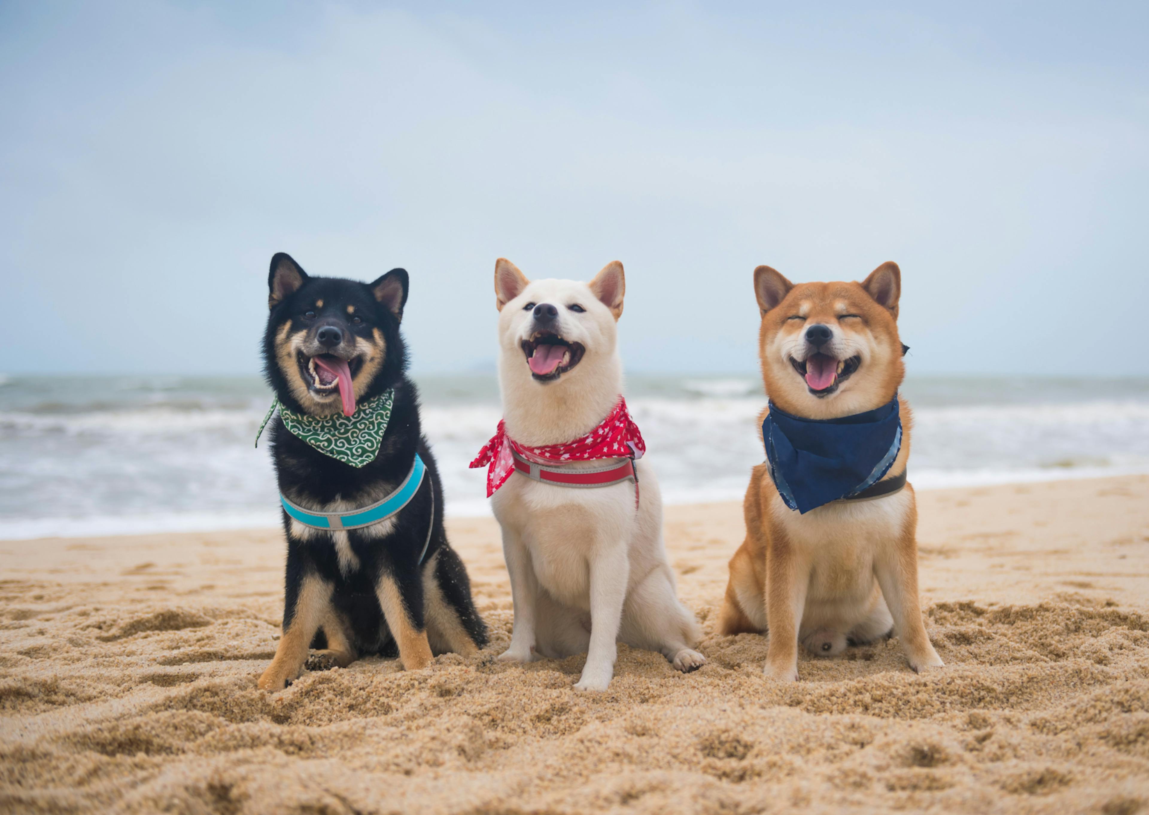 23 shiba de couleurs différentes assis à la plage