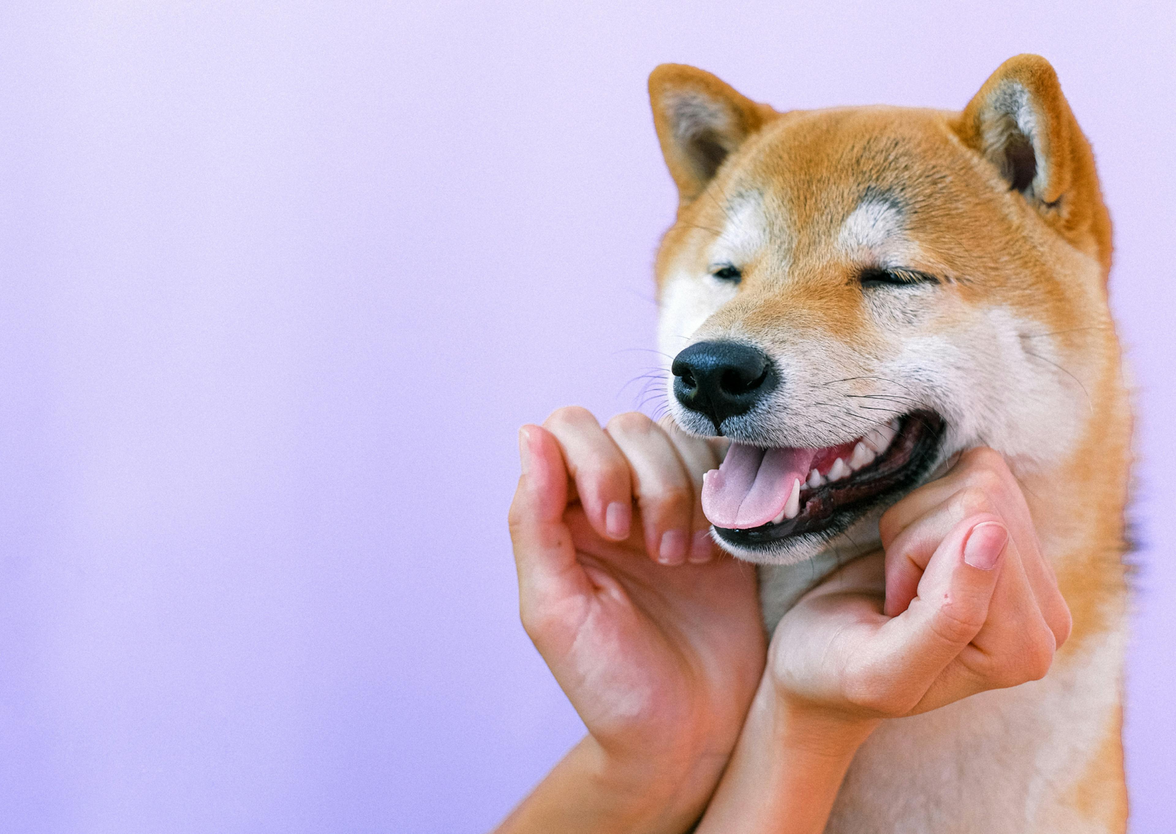 shiba inu roux qui sourit