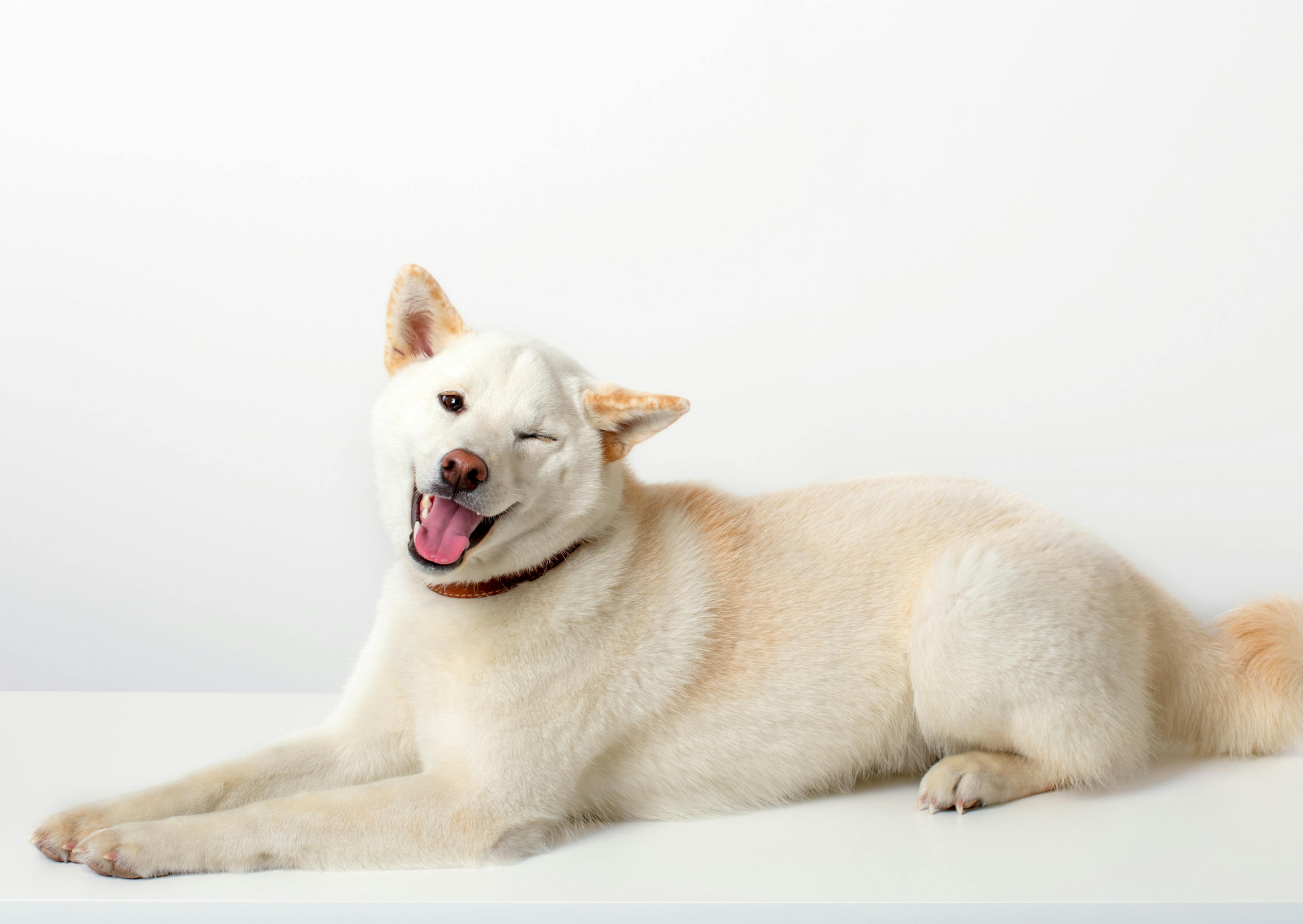 shiba blanc couché qui fait un clin d'oeil