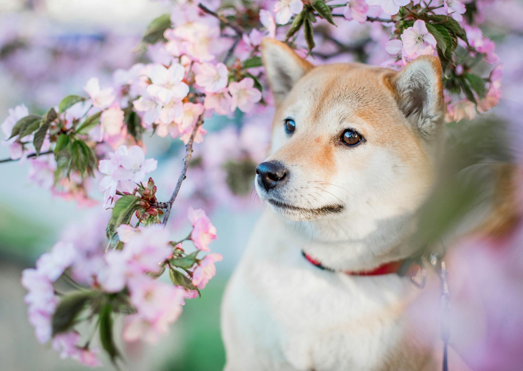 shiba roux dans les fleurs rose