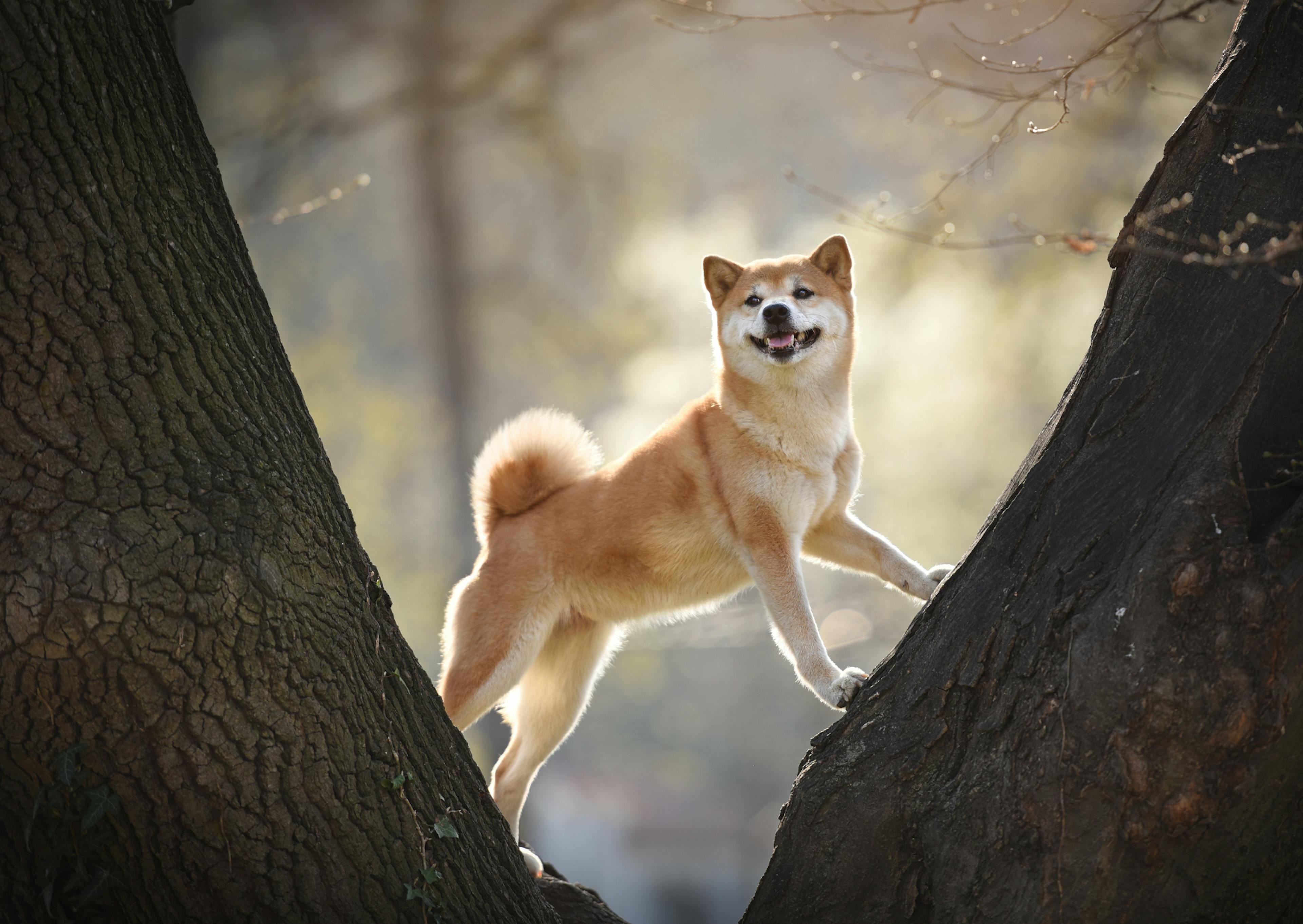 shiba inu roux entre deux arbres 