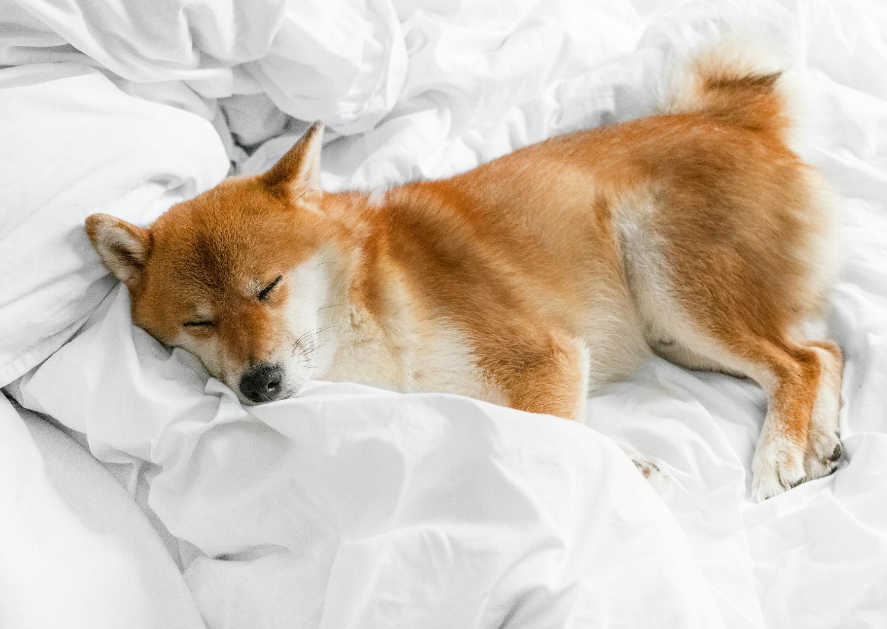 shiba inu roux qui dort sur un lit