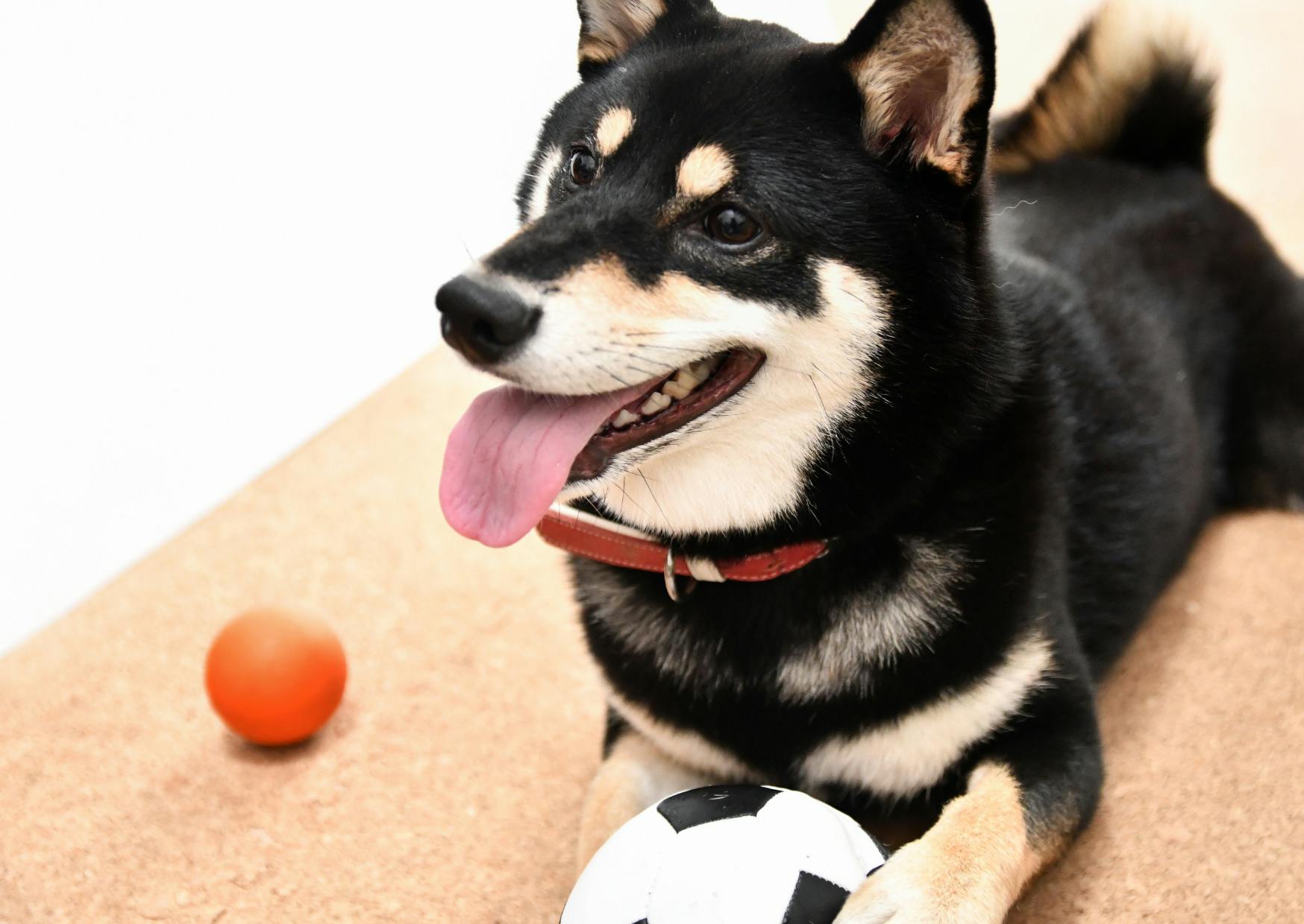 shiba inu noir et fauve avec un ballon de foot