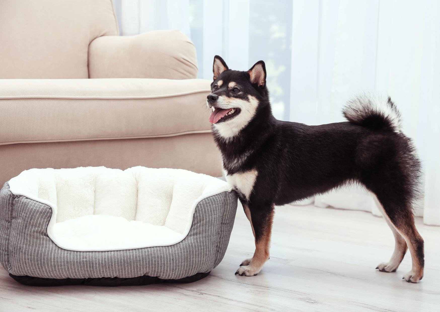 shiba noir et feu debout à côté de son panier dans le salon