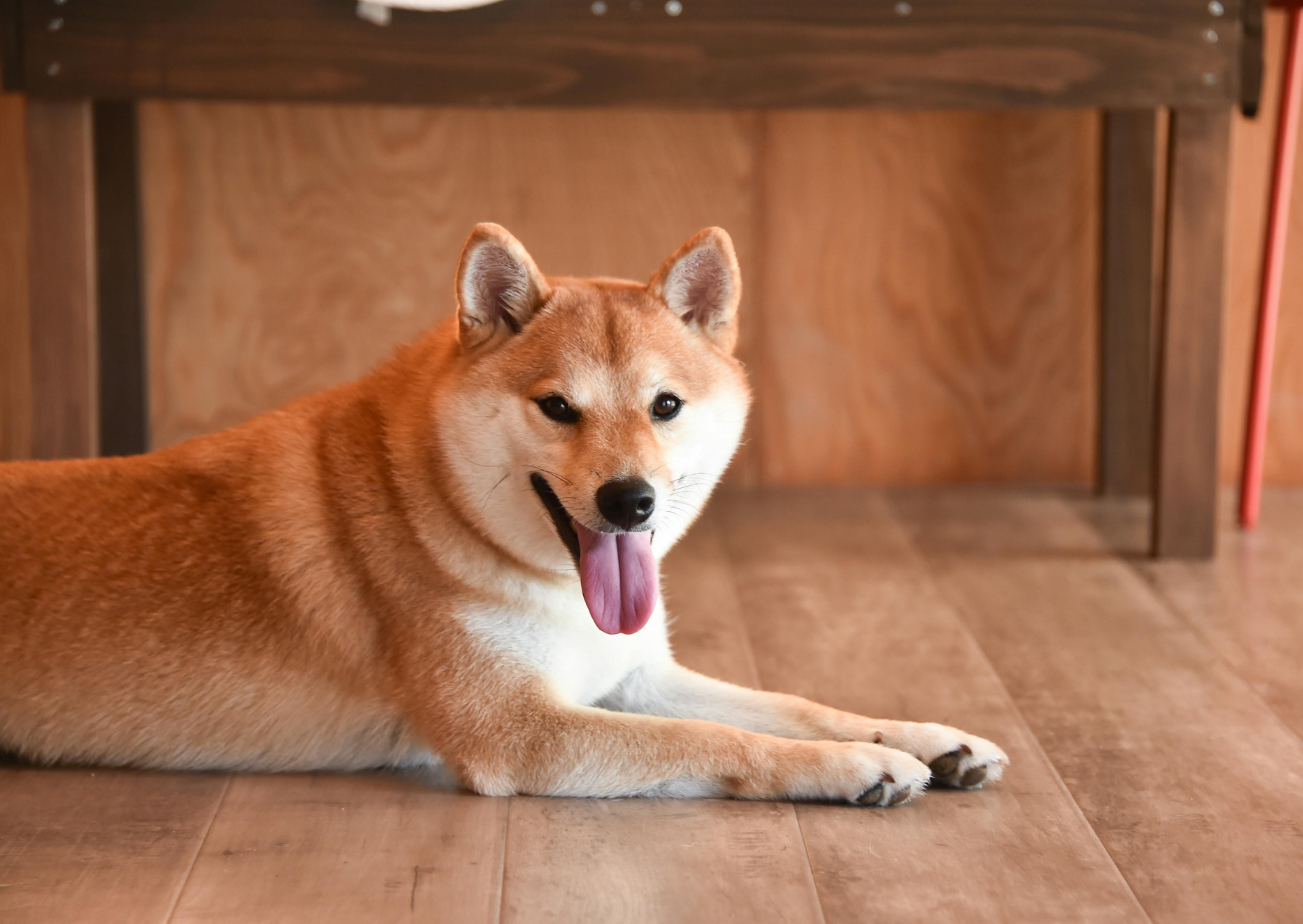 shiba inu roux sous une table 