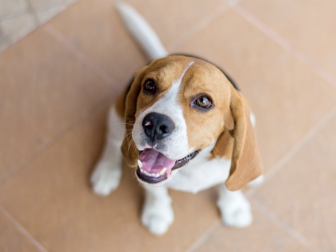 Petit beagle qui sourit en regardant l'objectif
