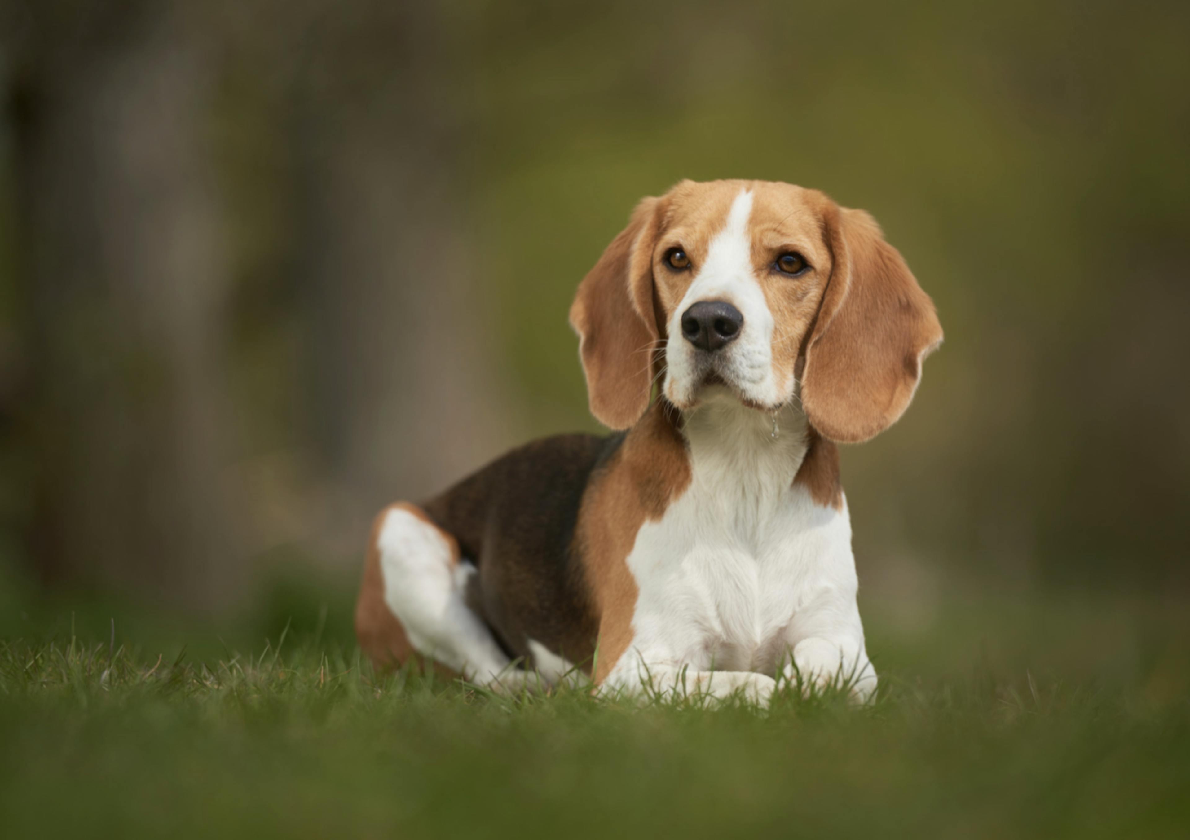 Beagle couché dans l'herbe