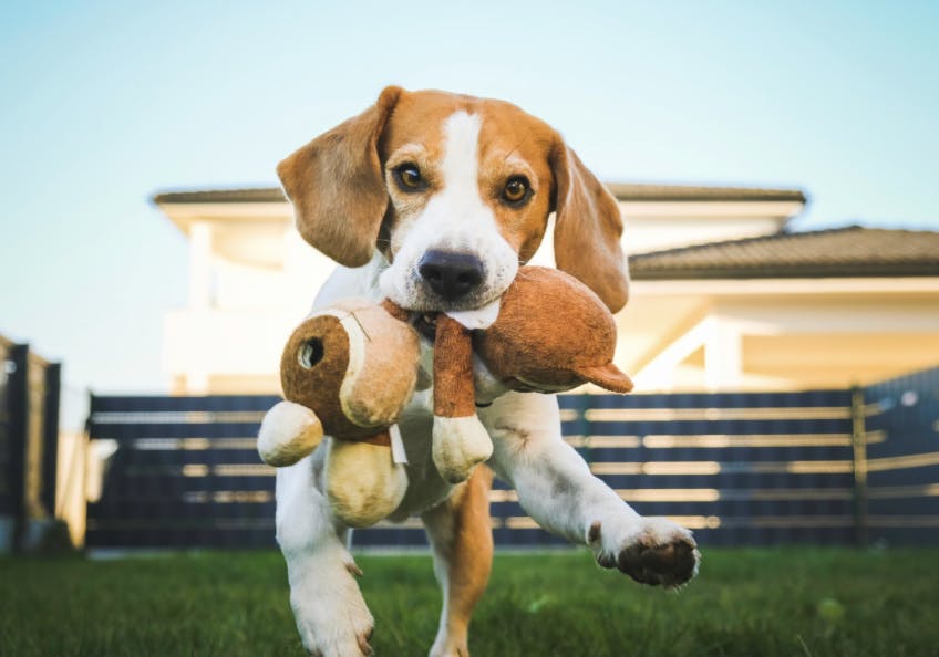Beagle qui court avec un doudou dans la gueule