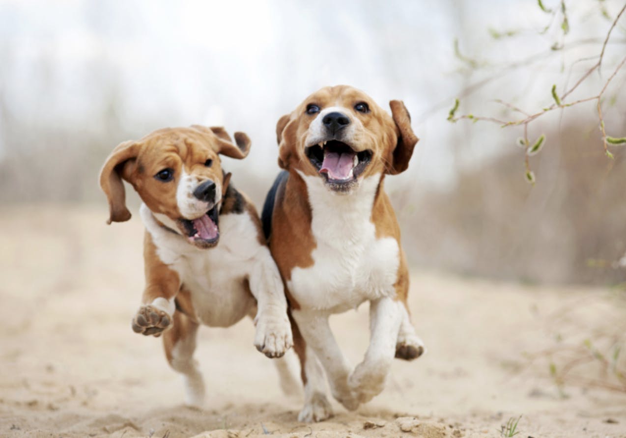 Deux Beagle qui courent et jouent sur le sable