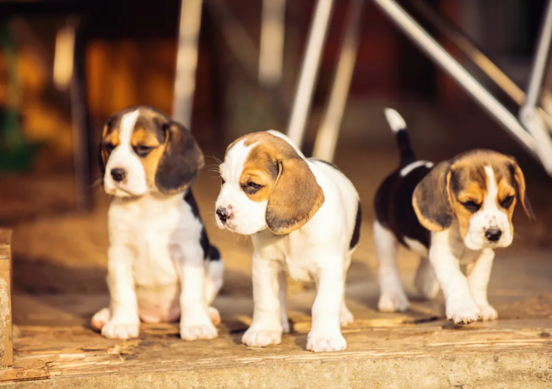 Trois chiots Beagle