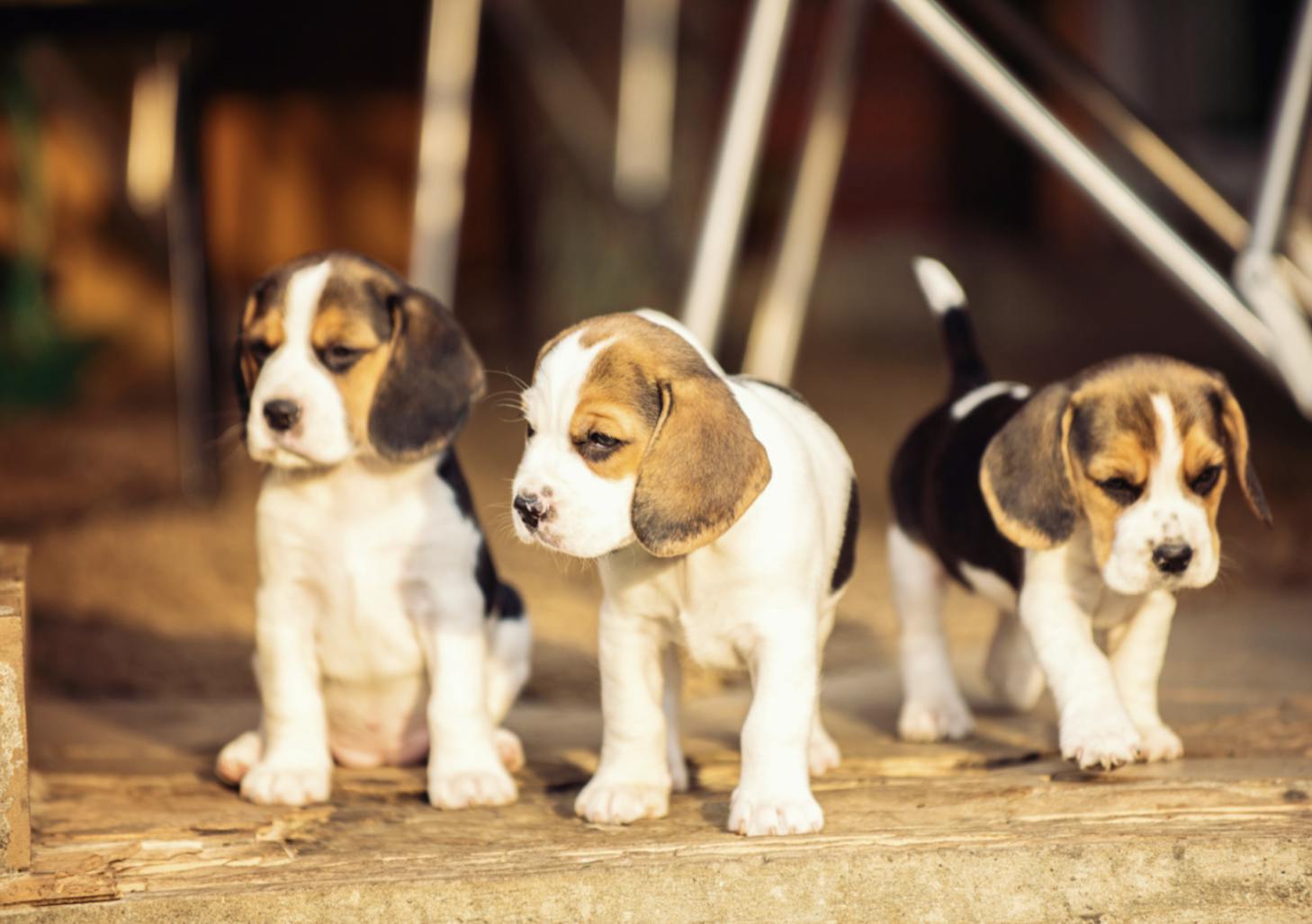 Trois chiots Beagle