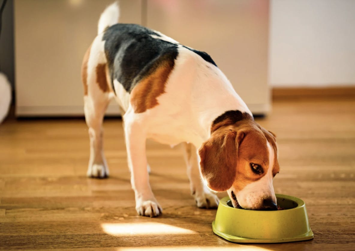 Beagle qui mange dans sa gamelle