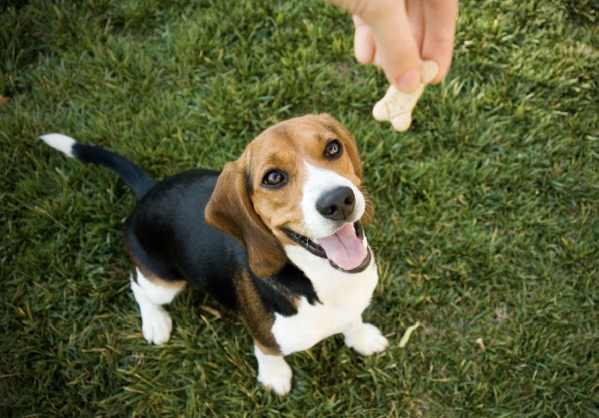 Petit Beagle assis qui attend sa friandise