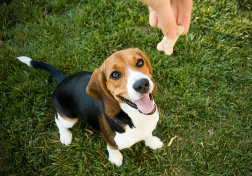 Petit Beagle assis qui attend sa friandise