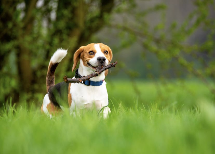 Beagle qui joue avec un bâton dans l'herbe