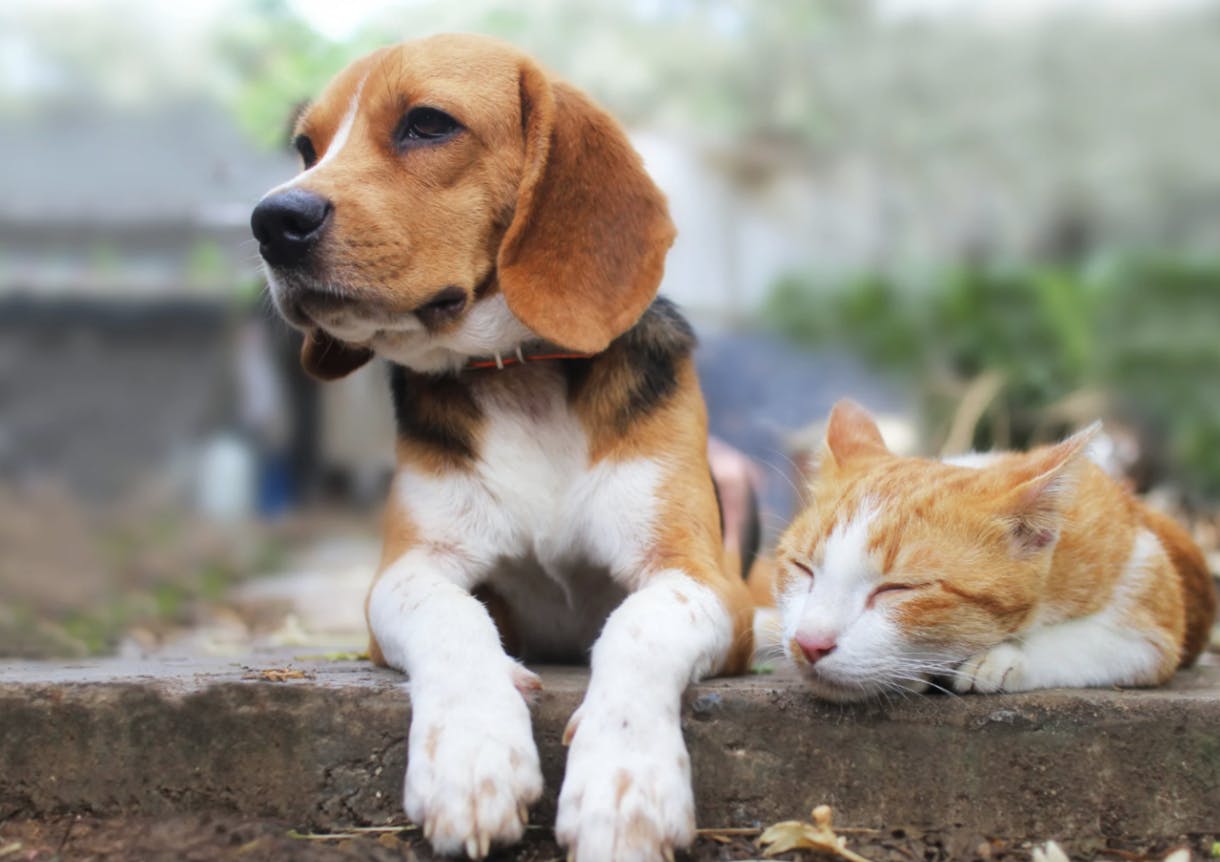 Beagle couché à côté d'un chat roux qui dort paisiblement