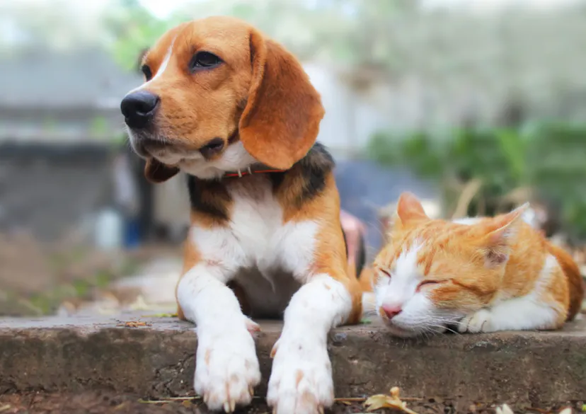 Beagle couché à côté d'un chat roux qui dort paisiblement 
