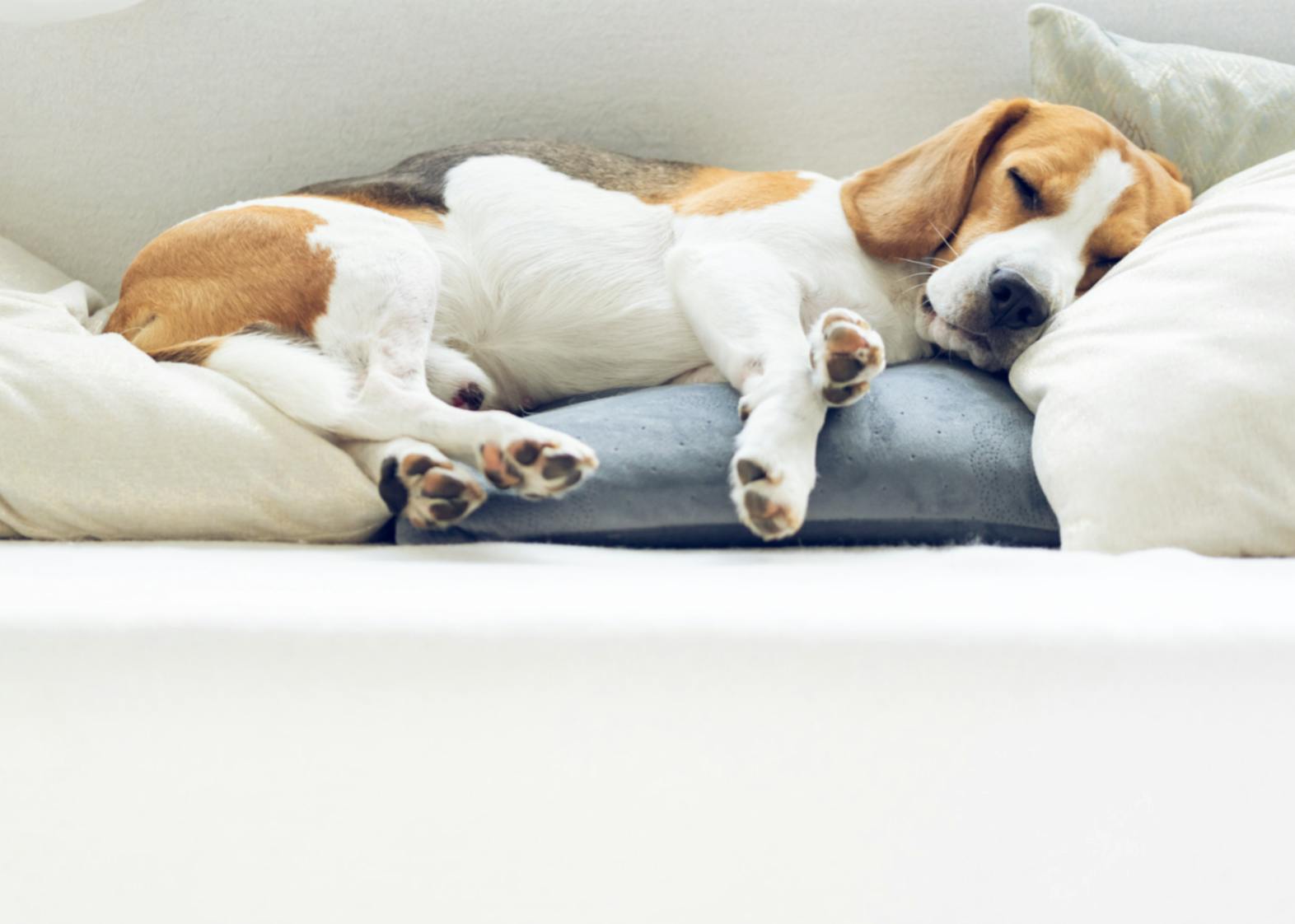Beagle qui dort paisiblement sur un canapé