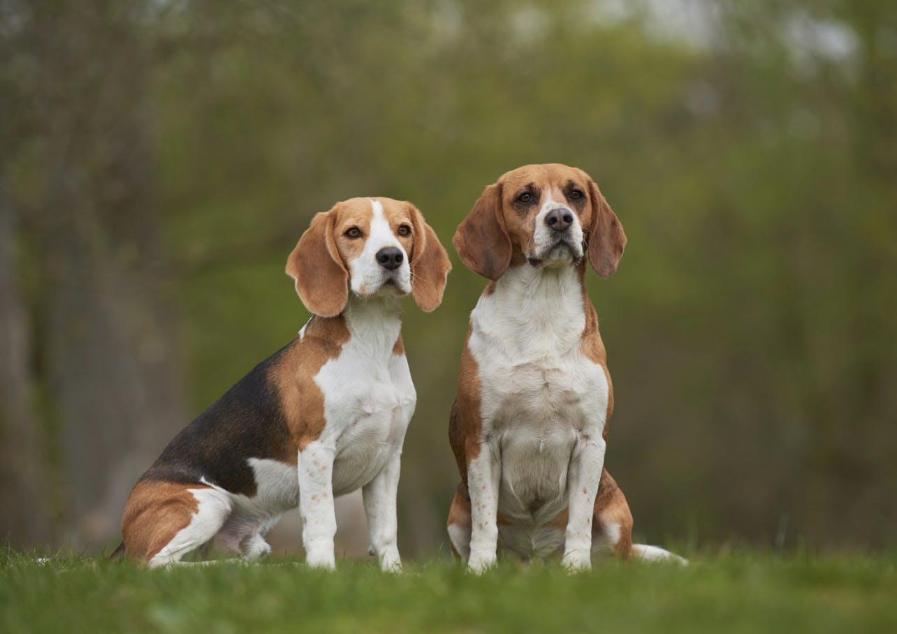 Deux Beagle de chasse assis l'un à côté de l'autre