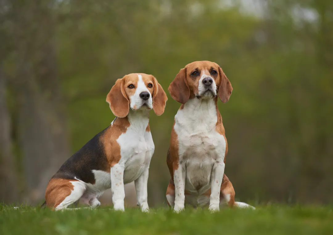 Deux Beagle de chasse assis l'un à côté de l'autre