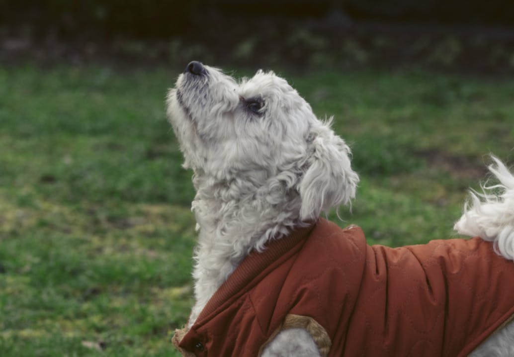 Petit Bichon avec un petit manteau 