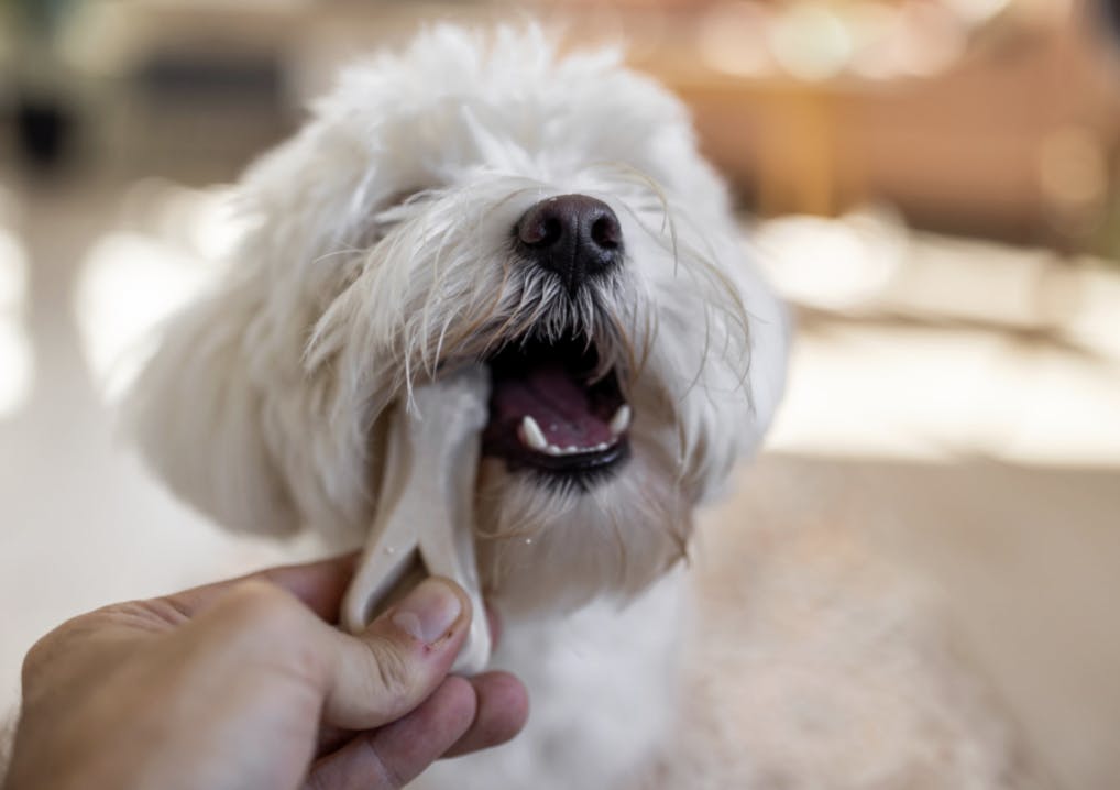 Bichon qui mange un os