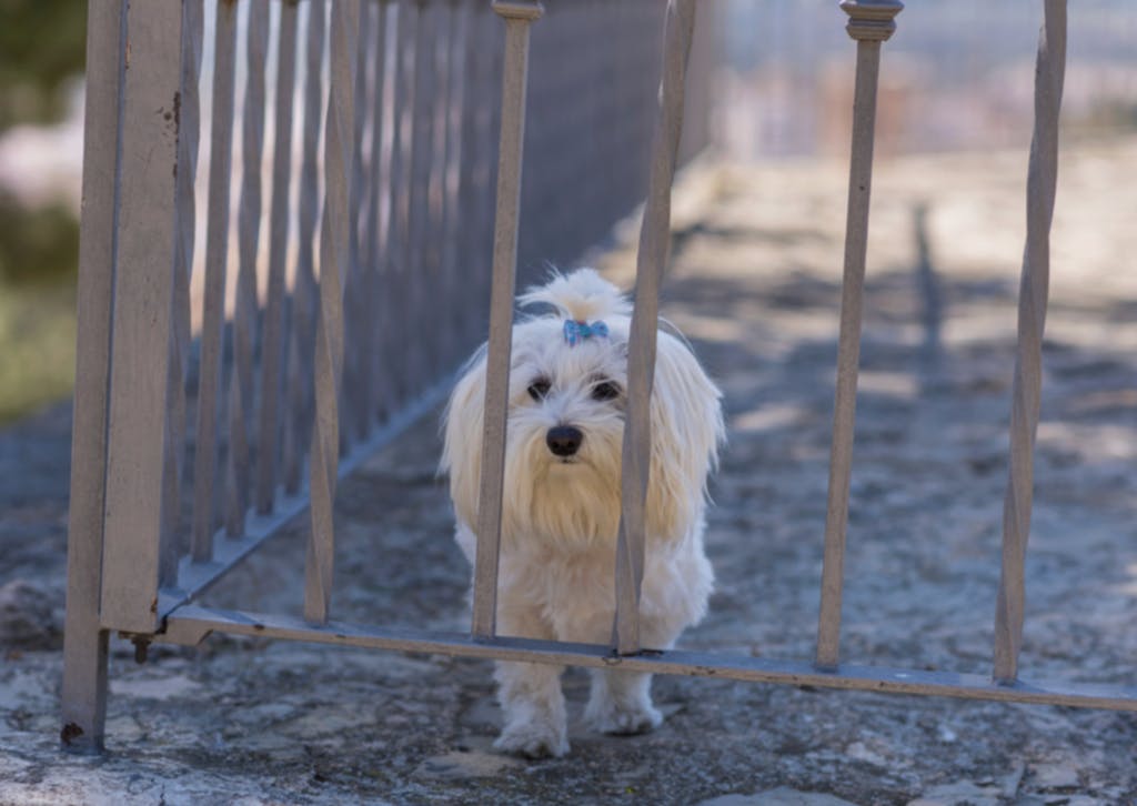 Bichon Maltais derrière les barreaux 