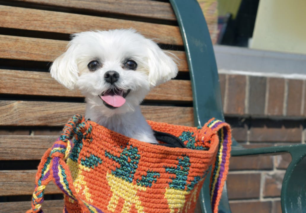 Petit Bichon qui tire la langue dans un sac coloré 