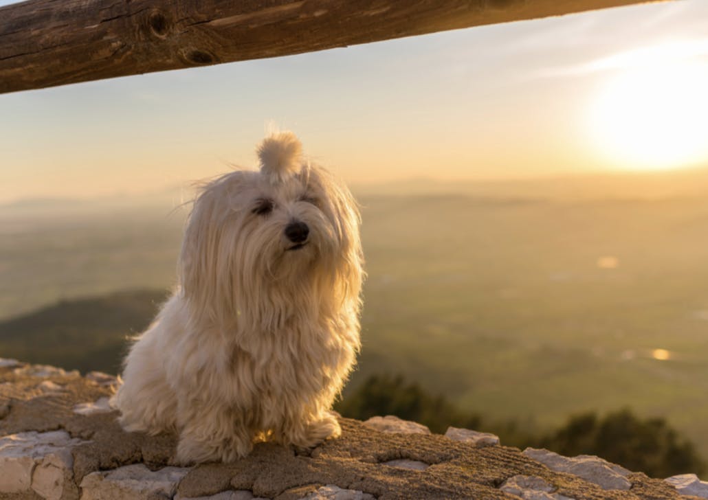 Bichon qui prend le soleil sur un mur en pierre