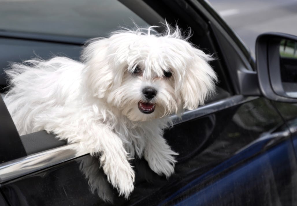 Bichon qui passe sa tête par la fenêtre de la voiture