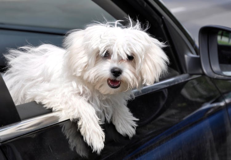 Bichon qui passe sa tête par la fenêtre de la voiture