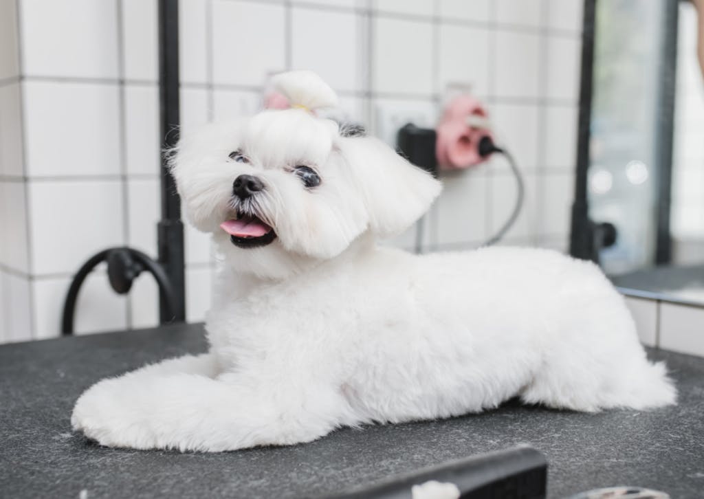 Petit Bichon bien toiletté