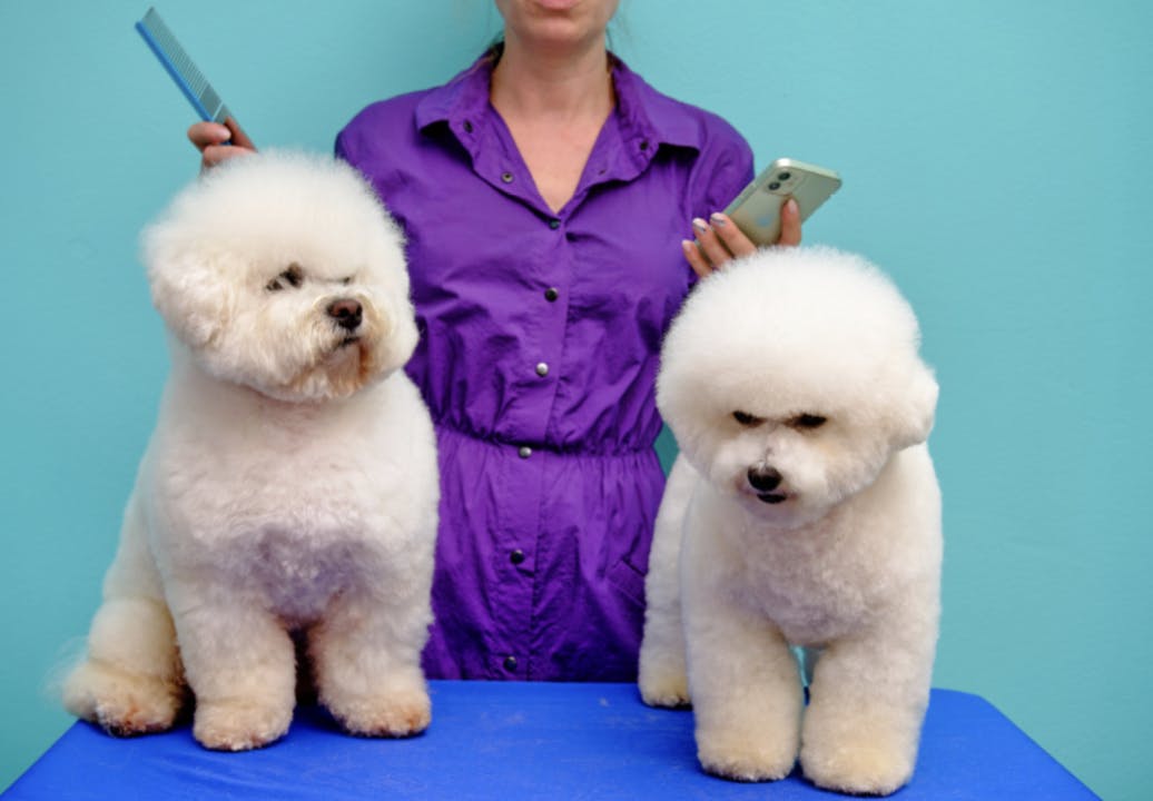 Bichon qui se fait toiletter