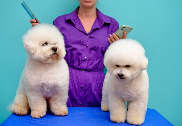 Bichon qui se fait toiletter