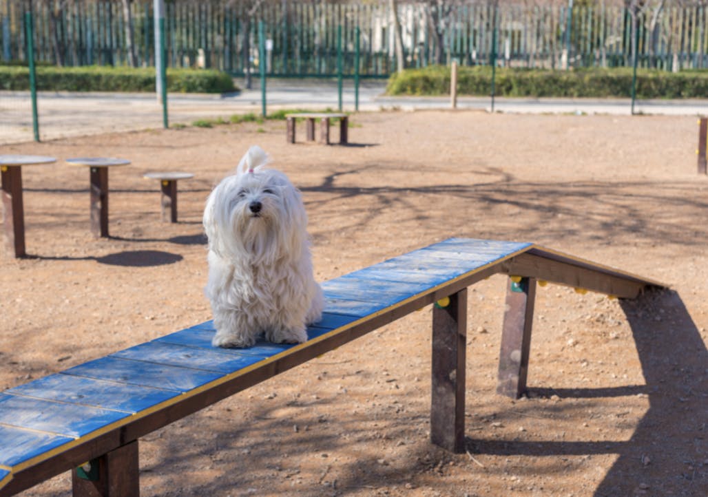 Bichon sur un parcours d'agilité